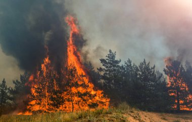ormanda ateş çok duman ve yangın
