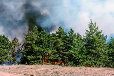 iğne yapraklı orman yangını