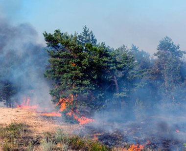 Yangın. çam ormanı duman ve alevler içinde yanan orman yangını,