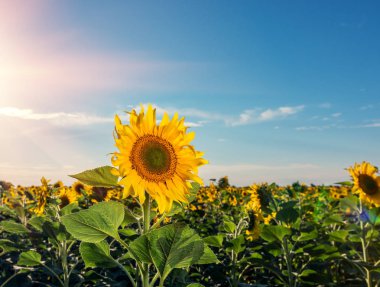 Gün batımında tarlalarda ayçiçekleri