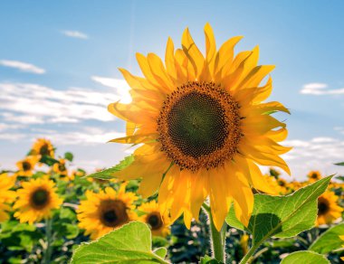 Güzel mavi gökyüzü ile ayçiçeği alan