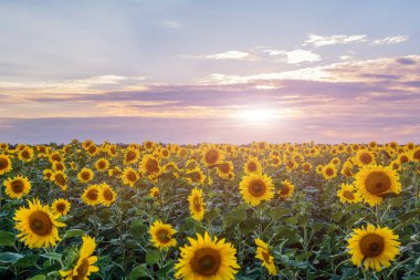 Bulutlu mavi gökyüzü ve parlak güneş ışıkları üzerinde ayçiçeği tarlası olan güzel bir manzara.