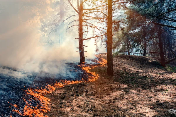 Incendio bruciare foresta — Foto Stock