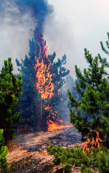 Bosque de coníferas en llamas — Foto de Stock