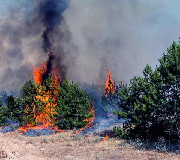 Fuego. incendio forestal, bosque de pinos ardiendo en el humo y las llamas . — Foto de Stock
