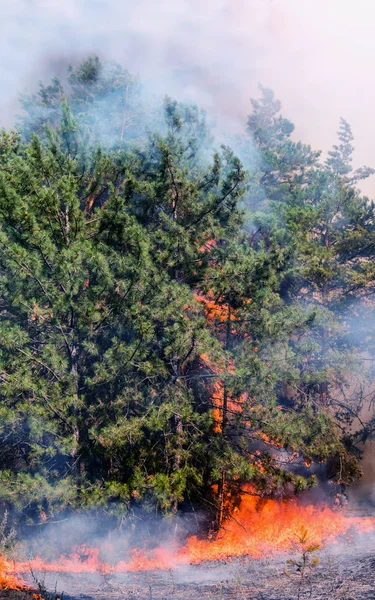 Bosque de coníferas en llamas —  Fotos de Stock