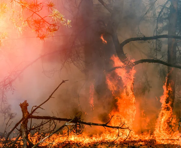 Orman yangını geliştirilmesi. Alev gövde zarar başlıyor — Stok fotoğraf