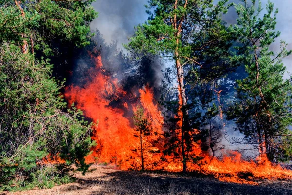 Fuego. incendio forestal, bosque de pinos ardiendo en el humo y las llamas . — Foto de Stock