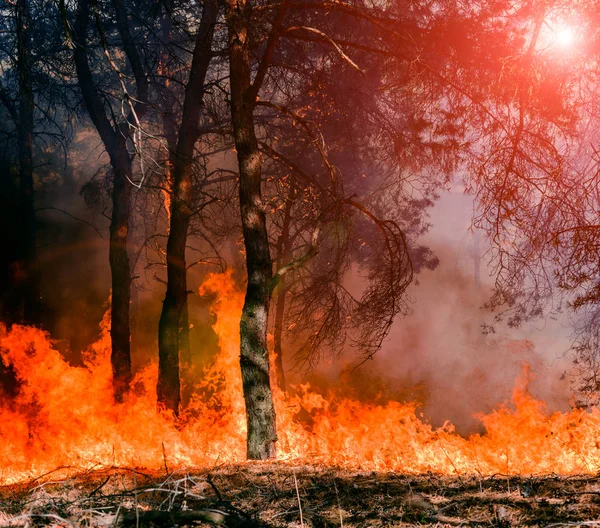 Waldbrand. verbrannte Bäume nach Flächenbrand, Umweltverschmutzung und viel Rauch. — Stockfoto