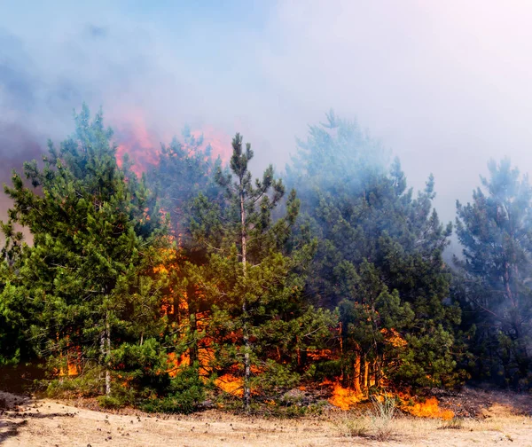 Sviluppo degli incendi boschivi. La fiamma sta iniziando a danneggiare il tronco — Foto Stock