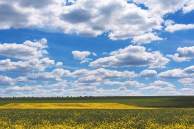 Baharda parlak sarı kolza tohumu tarlası. Gözyaşı tohumu Brassica napus yağı tohumu tecavüzü.