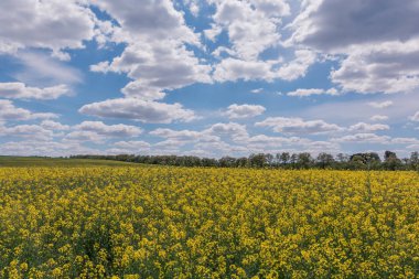 Sarı yağ tohumu çiçek açmış. Kolza tohumu tarlası - yeşil enerji için bitki