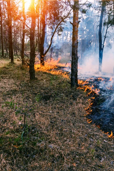 Přední Linie Šířícího Lesního Požáru Který Odděluje Suchou Trávu — Stock fotografie