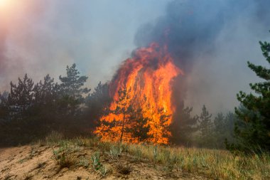 Orman yangını. Orman yangını, kirlilik ve çok fazla duman sonra yanmış ağaçlar.