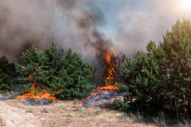 Orman yangını. Orman yangınları ve sürü duman sonra yanmış ağaçlar