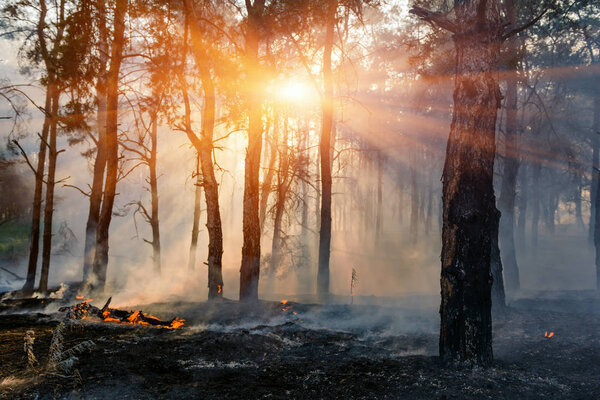 огонь. лесной пожар, пылающий сосновый лес в дыму и пламени
.