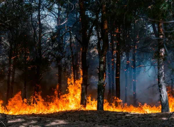 Bosbrand Verbrande Bomen Bosbranden Veel Rook — Stockfoto