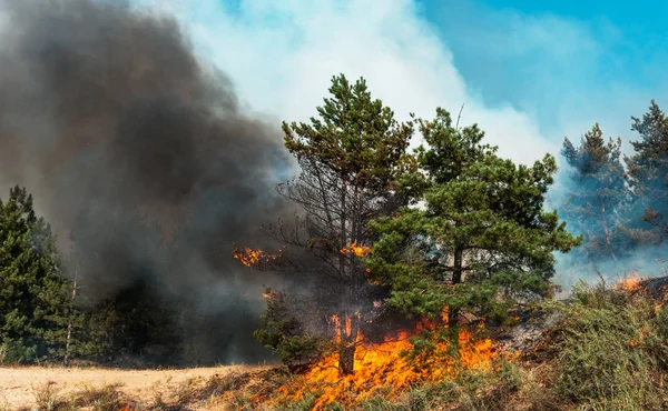 Fuego Incendio Forestal Bosque Pinos Ardiendo Humo Las Llamas — Foto de Stock