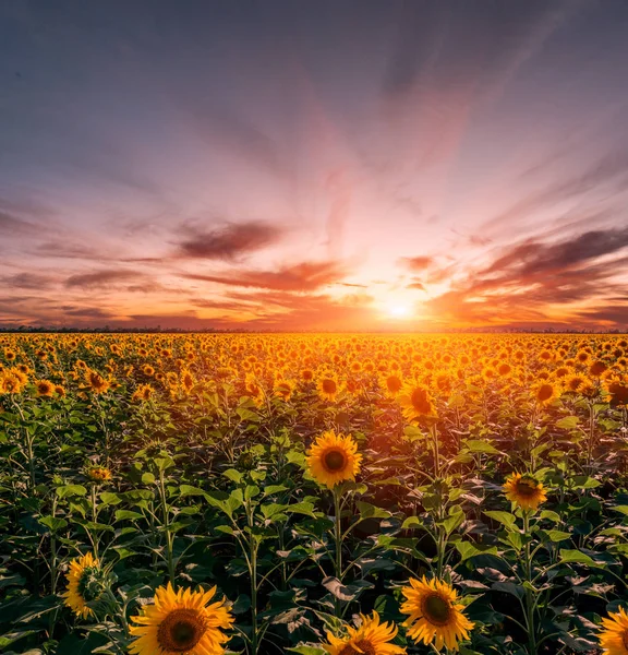 Schöne Sonnenblumen Feld Auf Sonnenuntergang Hintergrund — Stockfoto