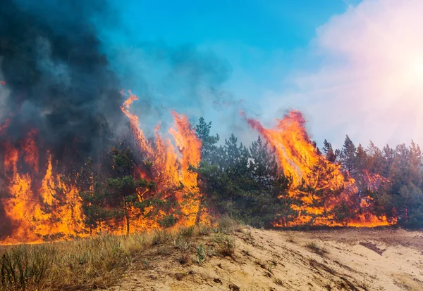 Fuego Incendio Forestal Bosque Pinos Ardiendo Humo Las Llamas —  Fotos de Stock