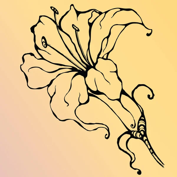 Elegante lily bloem — Stockfoto