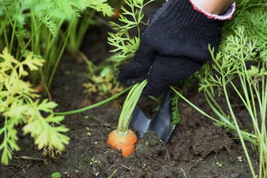 Havuç elle yerden çekerek, seçici odak.