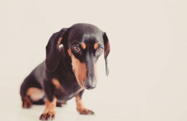sevimli köpek dachshund yakın çekim 