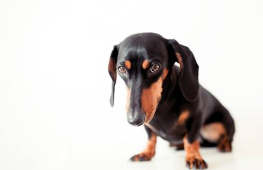 sevimli köpek dachshund yakın çekim 