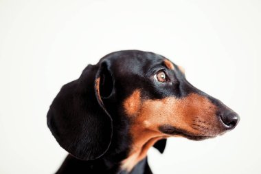 sevimli köpek dachshund yakın çekim 