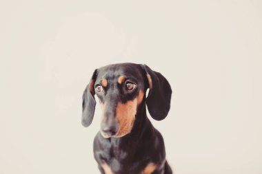 sevimli köpek dachshund yakın çekim 