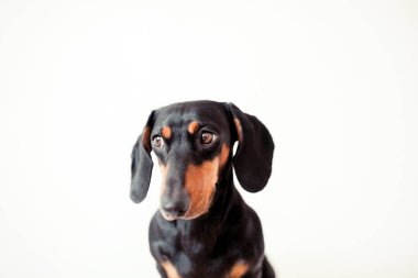 sevimli köpek dachshund yakın çekim 