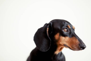sevimli köpek dachshund yakın çekim 