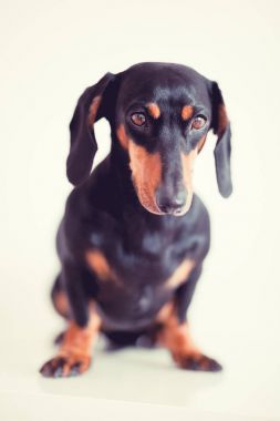sevimli köpek dachshund yakın çekim 