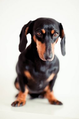 sevimli köpek dachshund yakın çekim 