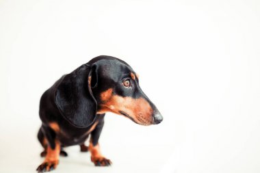 sevimli köpek dachshund yakın çekim 