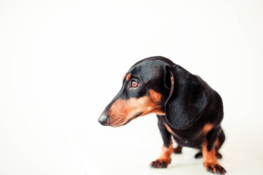 sevimli köpek dachshund yakın çekim 