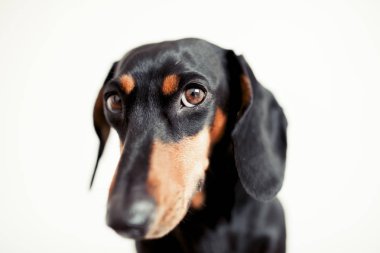 sevimli köpek dachshund yakın çekim 