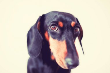 sevimli köpek dachshund yakın çekim 