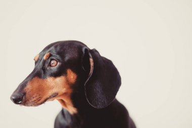 sevimli köpek dachshund yakın çekim 