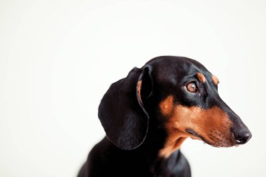 sevimli köpek dachshund yakın çekim 