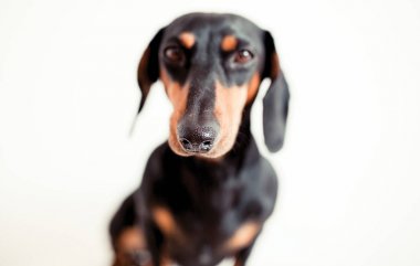 sevimli köpek dachshund yakın çekim 