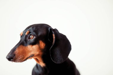 sevimli köpek dachshund yakın çekim 