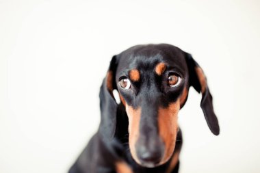 sevimli köpek dachshund yakın çekim 