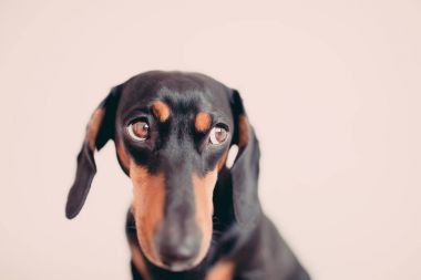 sevimli köpek dachshund yakın çekim 
