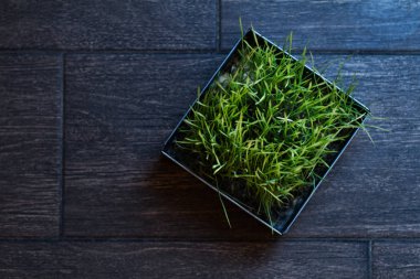 bir karanlık kutu üzerindeki yeşil çim ile demir pota