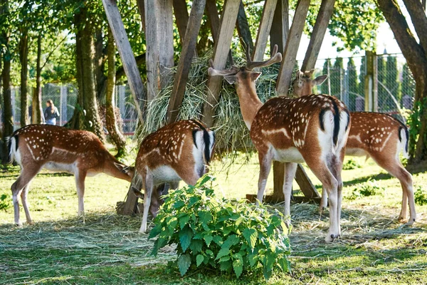 Birlikte çim yeme geyik