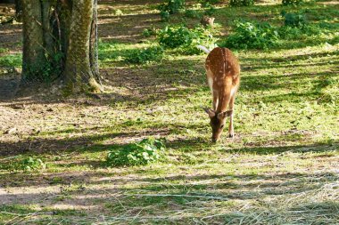Benekli geyik yeşil üzerinde otlatma