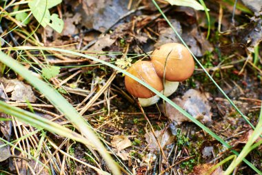 Grup yenilebilir orman mantar