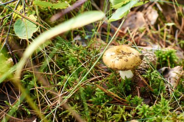 Russula emetica, yaygın olarak bilinen