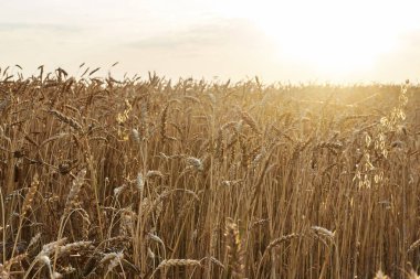 Buğday alanı belirtir bir